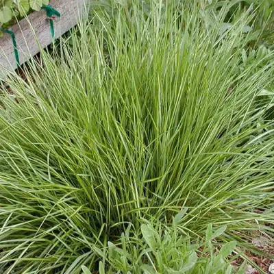 Вейник АВАЛАНШ остроцветковый в Горках