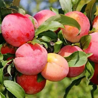 Слива ФАВОРИТЕ ДЕ СУЛТАНО в Горках