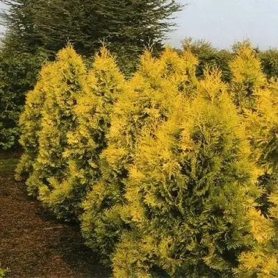 Туя ЕВРОПА ГОЛД западная в Горках