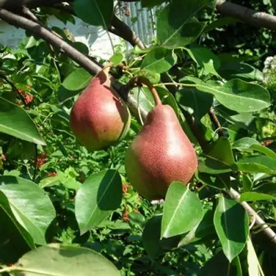 Груша РУМЯНАЯ КЕДРИНА в Горках