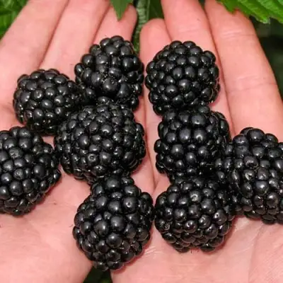 Ежевика ДЖАМБО бесшипная  в Горках