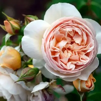 Роза ДЖУЛЬЕТТА английская в Горках