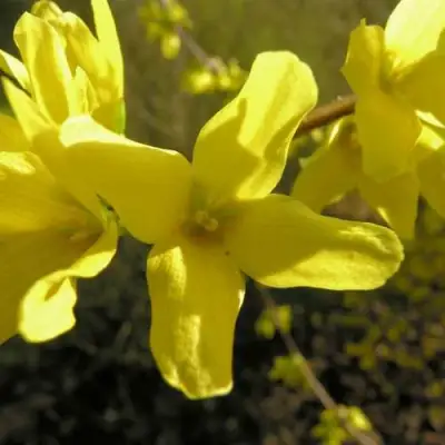 Форзиция ФОРЧУНА в Горках