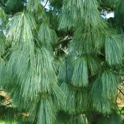 Сосна гриффита в Горках