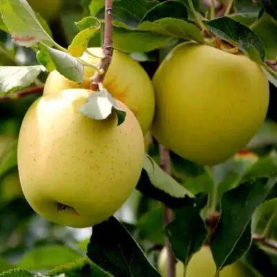 Яблоня ГОЛДЕН ВЛАДИМИРСКИЙ в Горках