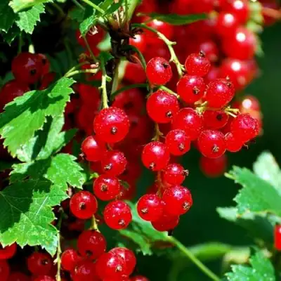 Смородина красная НЕНАГЛЯДНАЯ в Горках