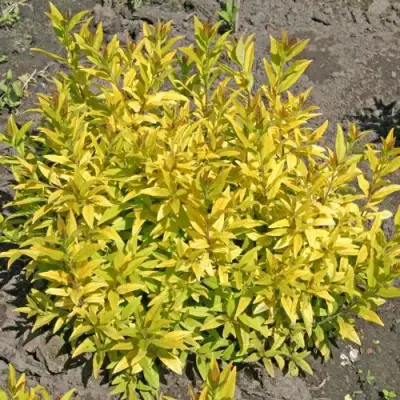 Бирючина АУРЕА обыкновенная в Горках