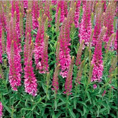 Вероника РОНИКА ФУКСИЯ в Горках