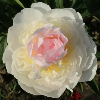 Пион БЛАШ КВИН травянистый в Горках