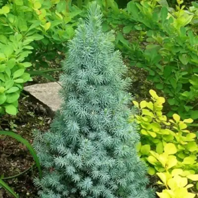 Ель КОНИКА сизая в Горках