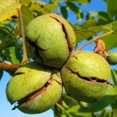 Грецкий орех ПИНСКИЙ в Горках