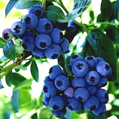 Голубика РЕКА в Горках