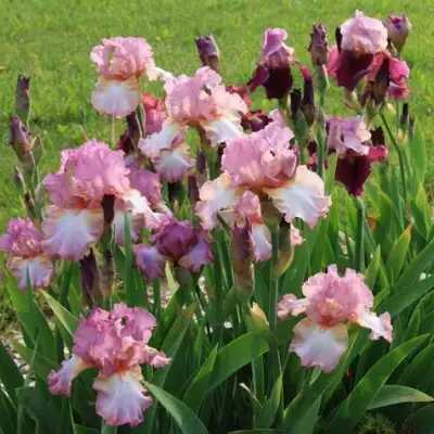 Ирис БЛАШИНГ ПИНК бородатый в Горках