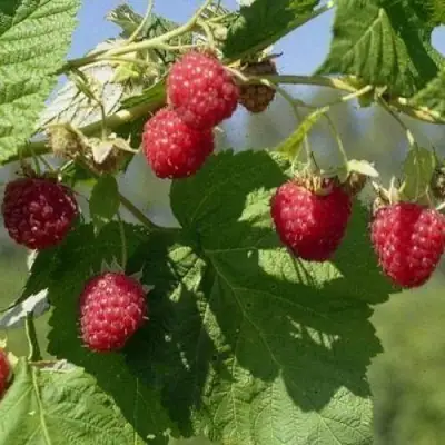 Малина КОЛОКОЛЬЧИК в Горках