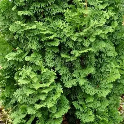 Туя СПИРАЛИС МИНИ западная в Горках