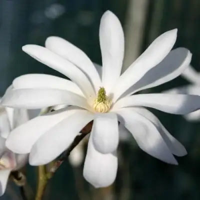 Магнолия РОЯЛ СТАР в Горках