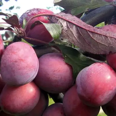 Слива ПАННА в Горках