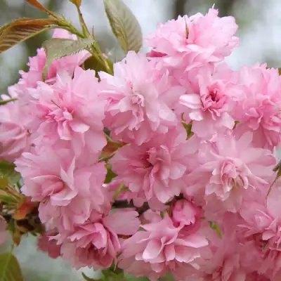 Сакура РОЗЕА ПЛЕНА в Горках