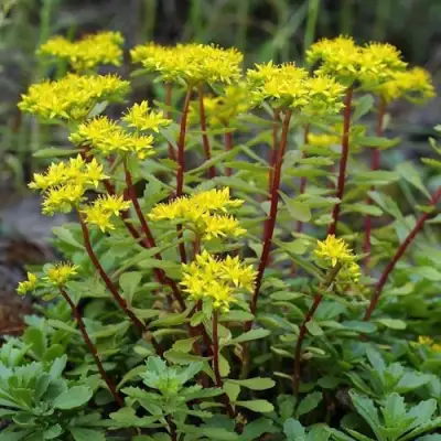 Очиток (седум) ИММЕРГРЮНХЕН в Горках