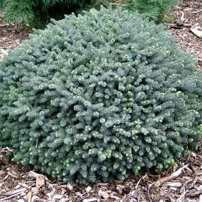 Ель ЭХИНИФОРМИС сизая в Горках