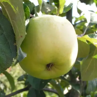 Яблоня АНТОНОВКА ОБЫКНОВЕННАЯ в Горках