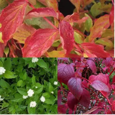 Комплект СЕВЕРНОЕ СИЯНИЕ в Горках