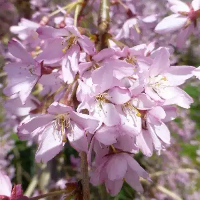 Сакура ПЕНДУЛА РУБРА в Горках
