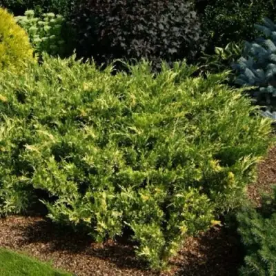 Можжевельник ВАРИЕГАТА казацкий  в Горках