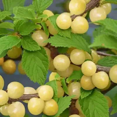 Вишня СНЕВИТ войлочная в Горках