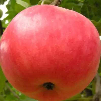 Яблоня СУЙСЛЕПСКОЕ (МАЛИНОВКА) в Горках