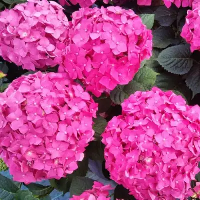 Гортензия ЭНДЛЕСС САММЕР ЛАВ крупнолистная в Горках