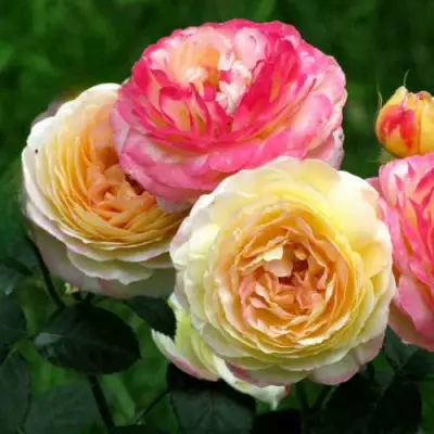 Роза РОЗОМАН ЖАНОН шраб в Горках