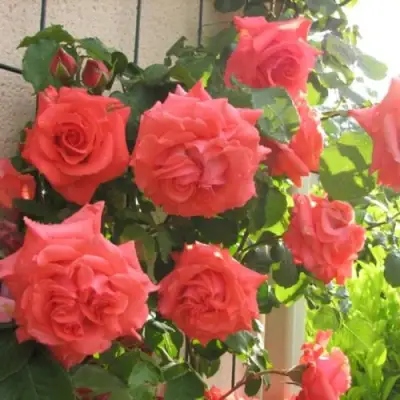 Роза ДИ ДИ БРИДЖУОТЕР плетистая в Горках