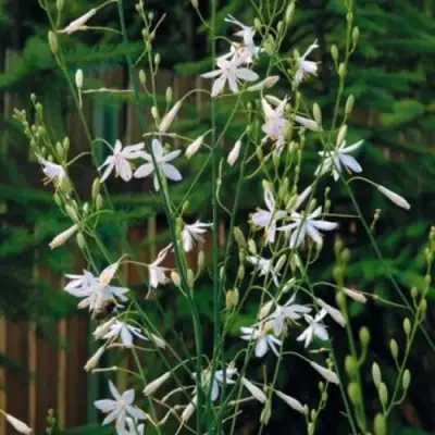 Венечник ветвистый в Горках