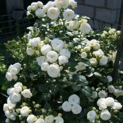 Роза АРТЕМИС шраб в Горках