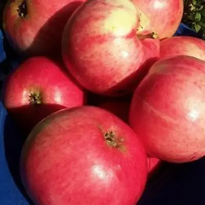 Яблоня СУЙСЛЕПСКОЕ (МАЛИНОВКА) в Горках