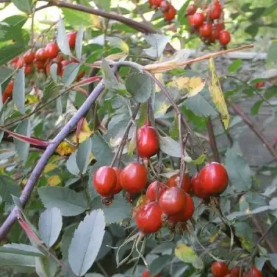 Роза сизая в Горках