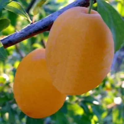 Слива НАТАША в Горках