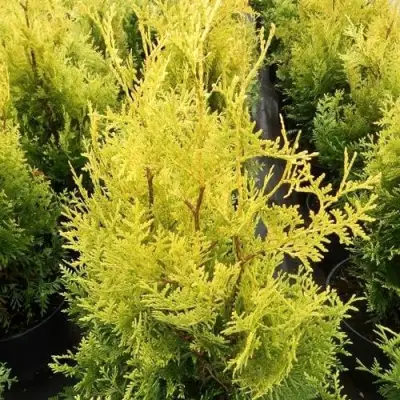 Туя ГОЛДЕН БРАБАНТ западная в Горках