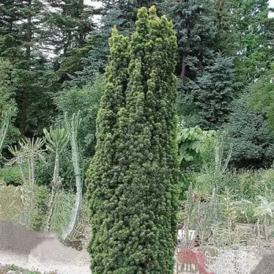 Тис ФАСТИГИАТА РОБУСТА  ягодный  в Горках