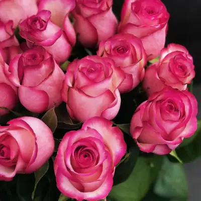 Роза КАРУСЕЛЬ чайно-гибридная в Горках