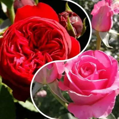 Комплект РОМАНТИЧЕСКИЙ БУКЕТ в Горках