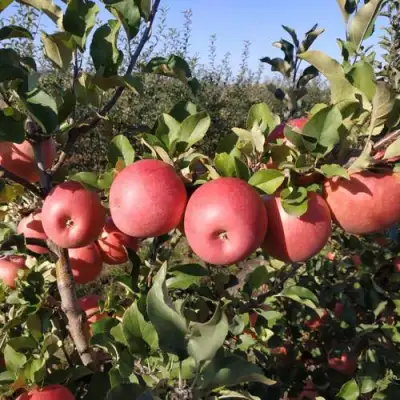 Яблоня ЧЕМПИОН РЕНО в Горках