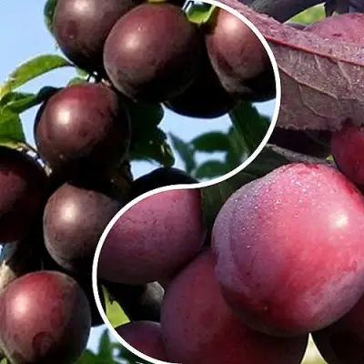 Комплект ИЗЮМИНКА САДА в Горках