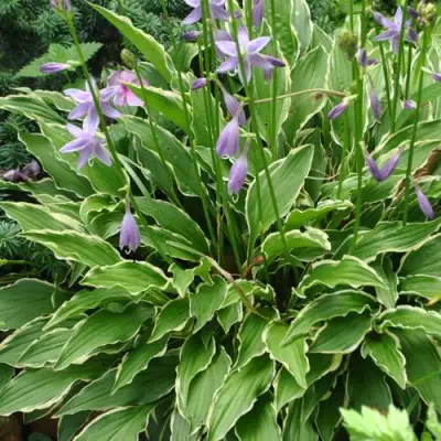 Хоста СТИЛЕТТО гибридная в Горках