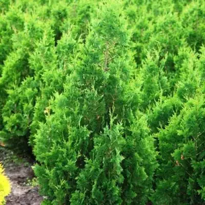 Туя СПИРАЛИС западная в Горках