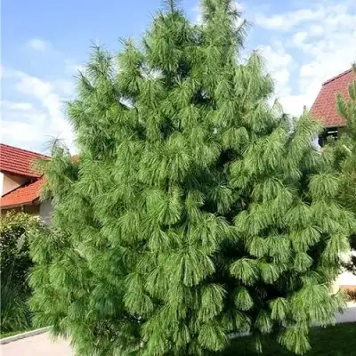 Сосна гриффита в Горках