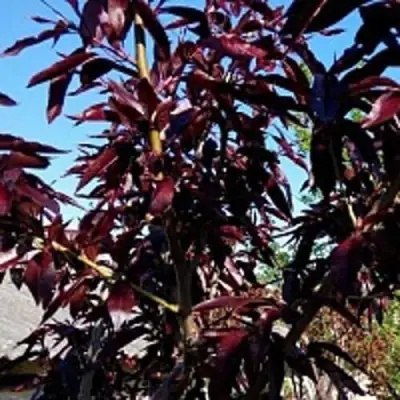 Персик БУРГУНДИ краснолистный в Горках