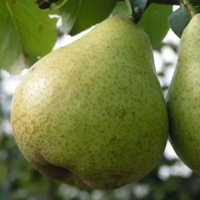 Груша ПЛАТОНОВСКАЯ в Горках