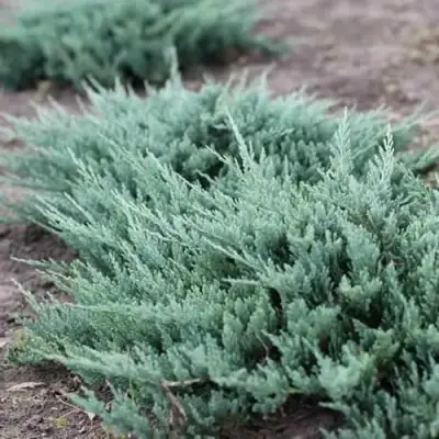 Можжевельник БЛЮ ЧИП горизонтальный  в Горках